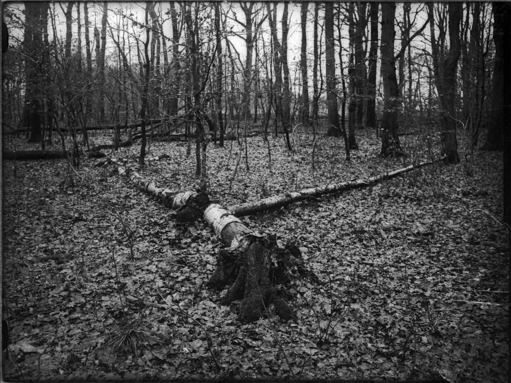 Correctly-exposed-Zebra-Dry-Plate-Heiko-Krause-1536x1153-1.webp