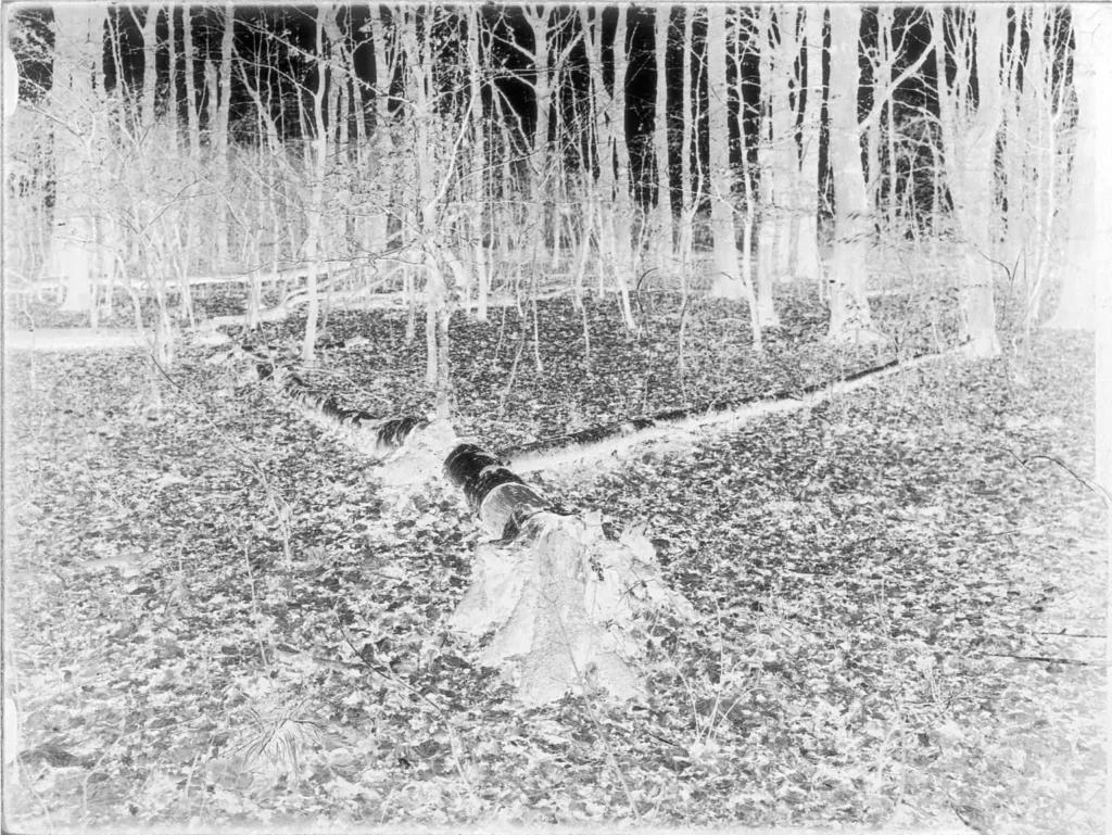 Correctly-exposed-Zebra-Dry-Plate-Heiko-Krause-negative-1536x1153-1.webp