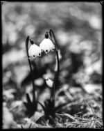 Custom Sized Zebra Dry Plates - Image 5