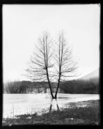 Custom Sized Zebra Dry Plates - Image 4
