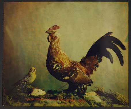 Louis-Ducos-du-Hauron-Birds-1879-heliochrome
