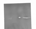 Zebra TEST Black Glass Plates ISO 2 - Image 3